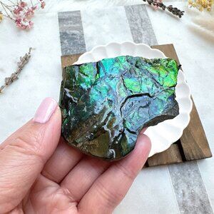 Gorgeous Ammolite Specimen | Canadian Ammolite Specimen